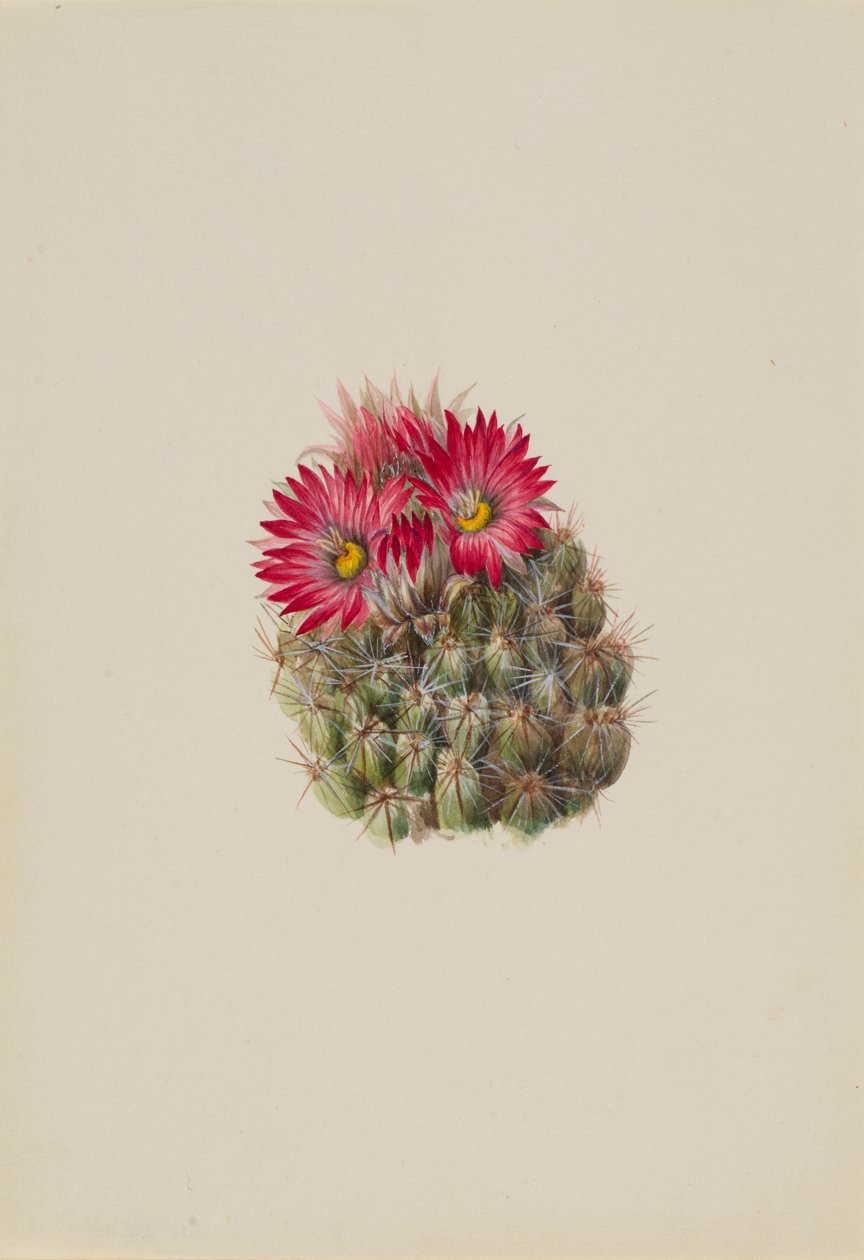 süni kaktusz (Coryphantha arizonica) alkotó: Mary Vaux Walcott