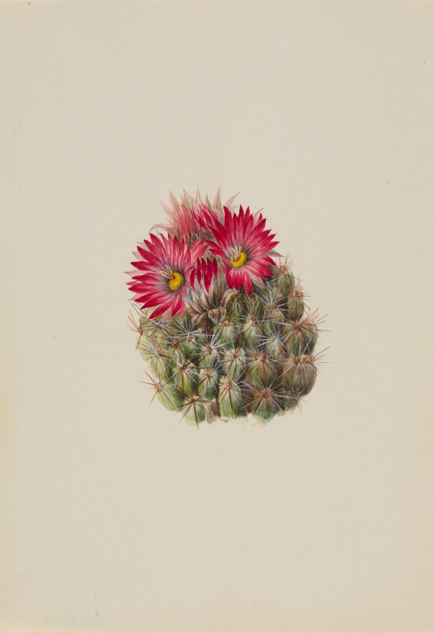 Sün kaktusz Coryphantha arizonica, 1933. alkotó: Mary Vaux Walcott
