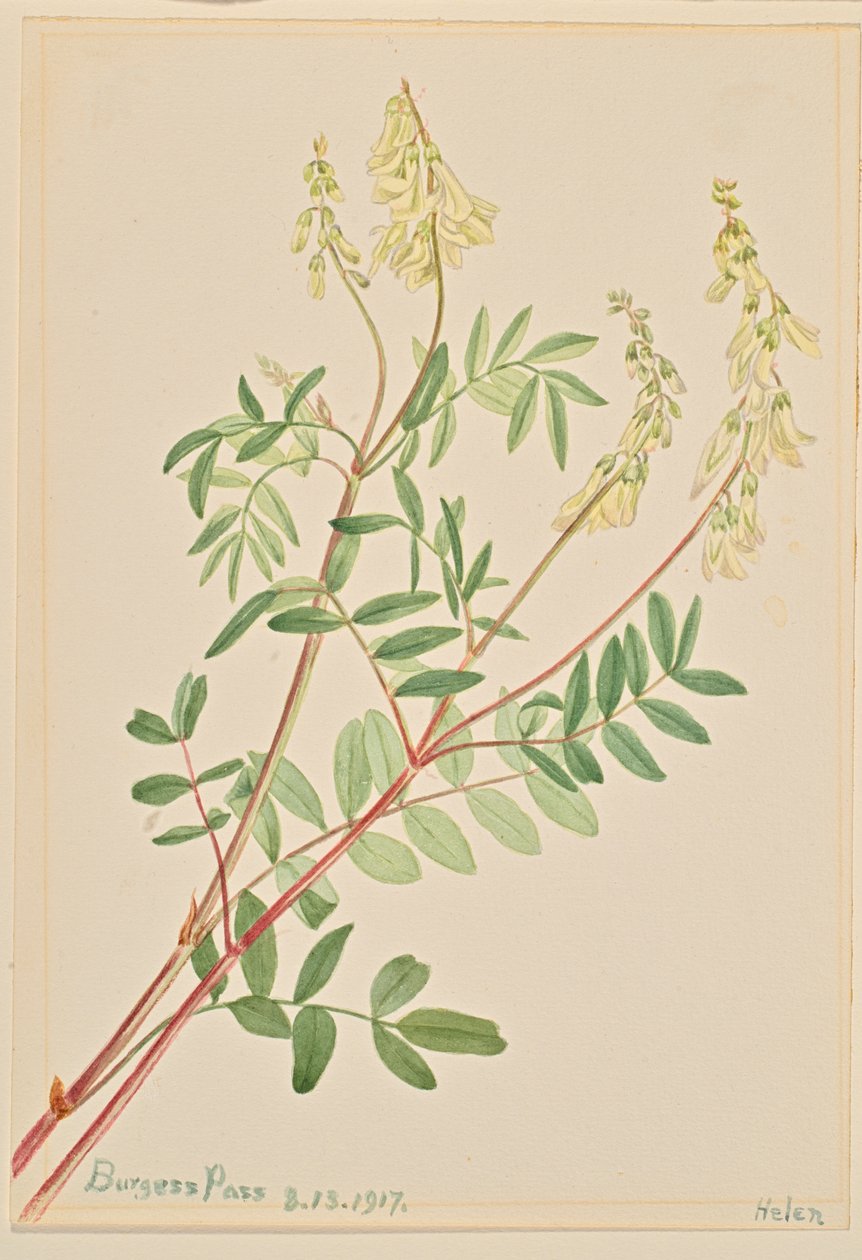 Hedysarum (Hedysarum sulphurescens) alkotó: Mary Vaux Walcott