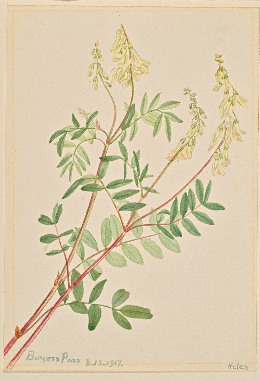 Hedysarum Hedysarum sulphurescens, 1917 alkotó: Mary Vaux Walcott