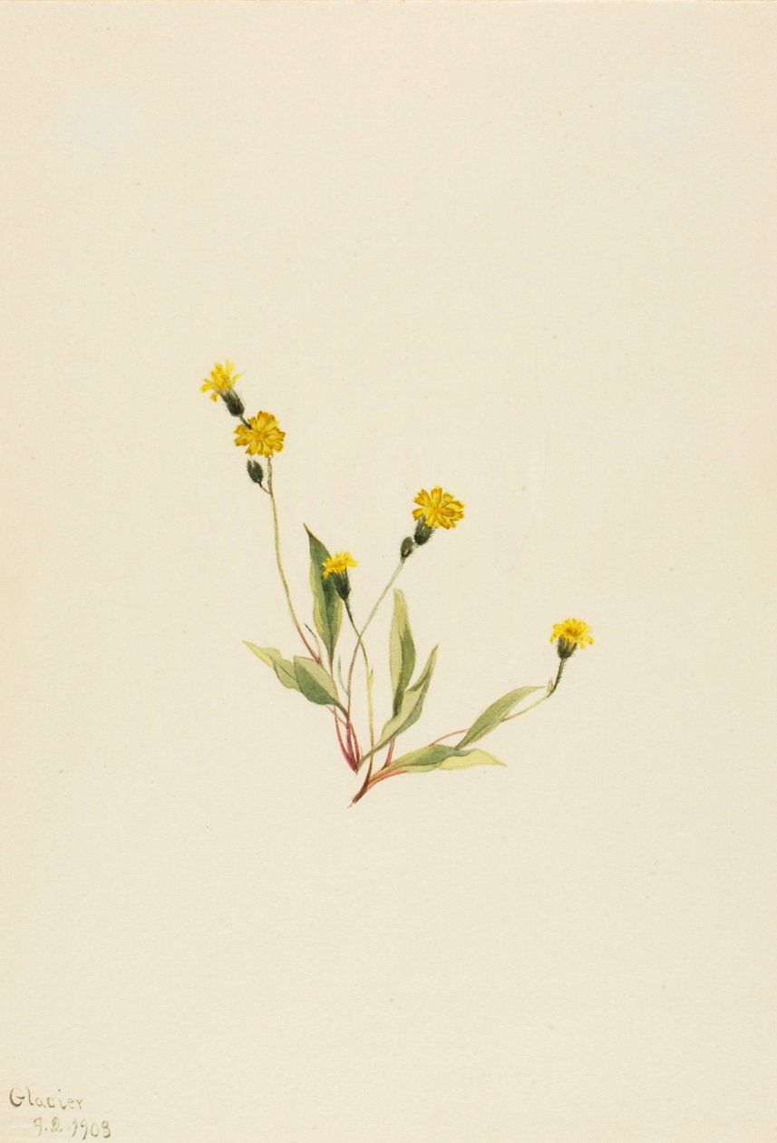 Heieracium gracile, 1903. alkotó: Mary Vaux Walcott