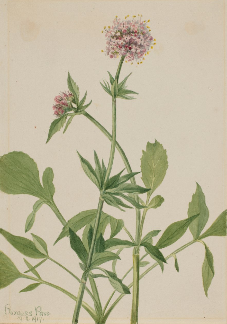 Heliotrope Valerian (Valeriana sitchensis) alkotó: Mary Vaux Walcott