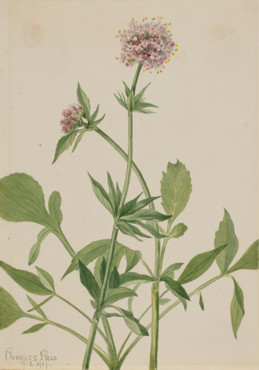 Valerian Valeriana sitchensis heliotróp, 1917. alkotó: Mary Vaux Walcott