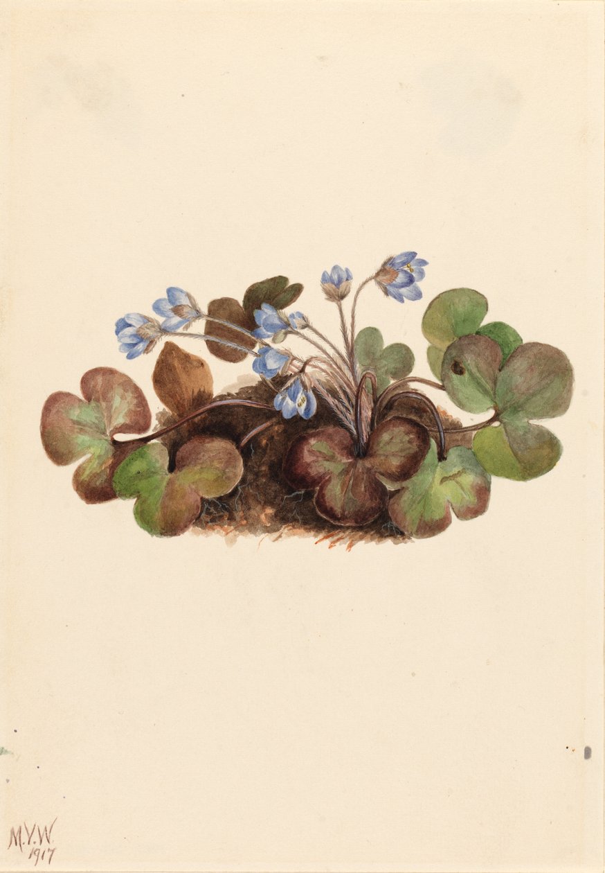 Hepatica (Hepatica americana) alkotó: Mary Vaux Walcott