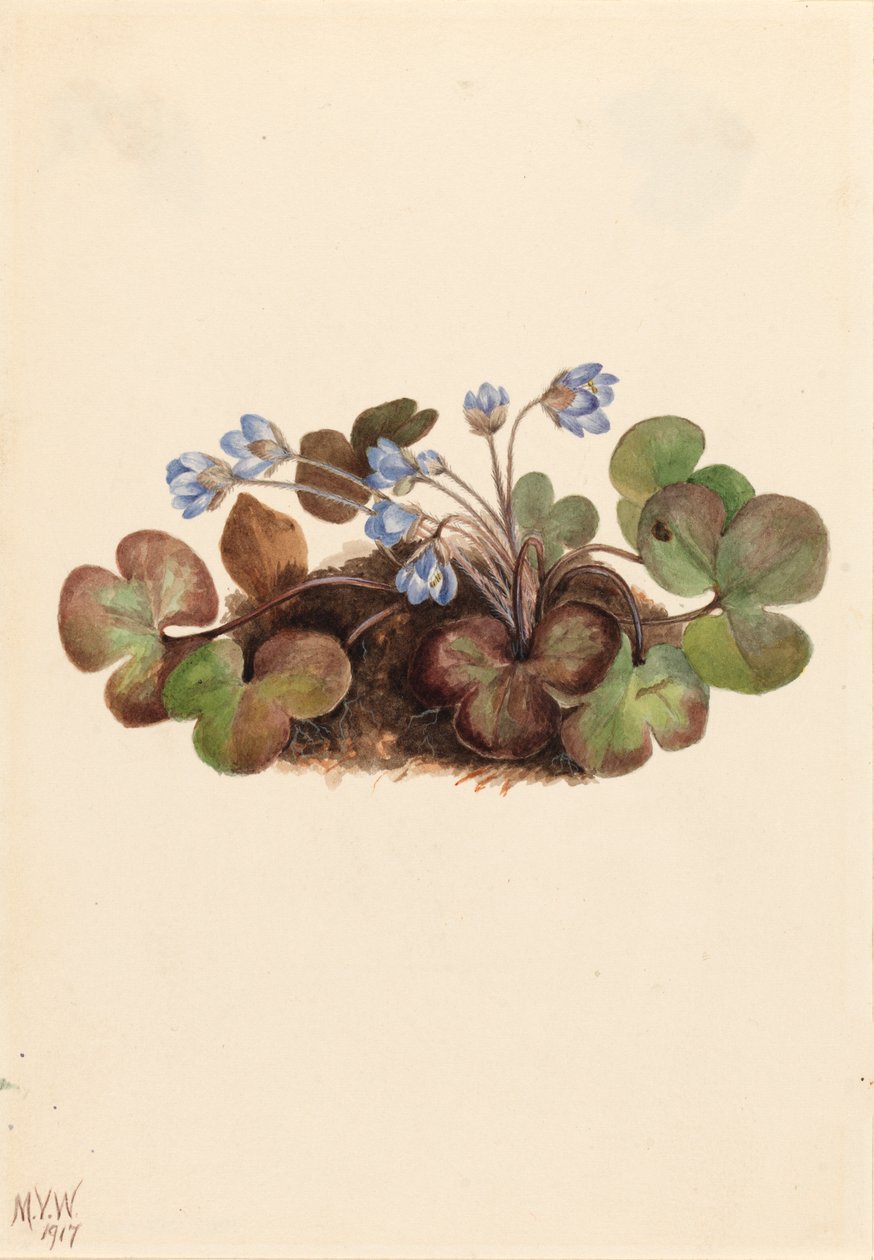 Amerikai májfű májfű, 1917. alkotó: Mary Vaux Walcott
