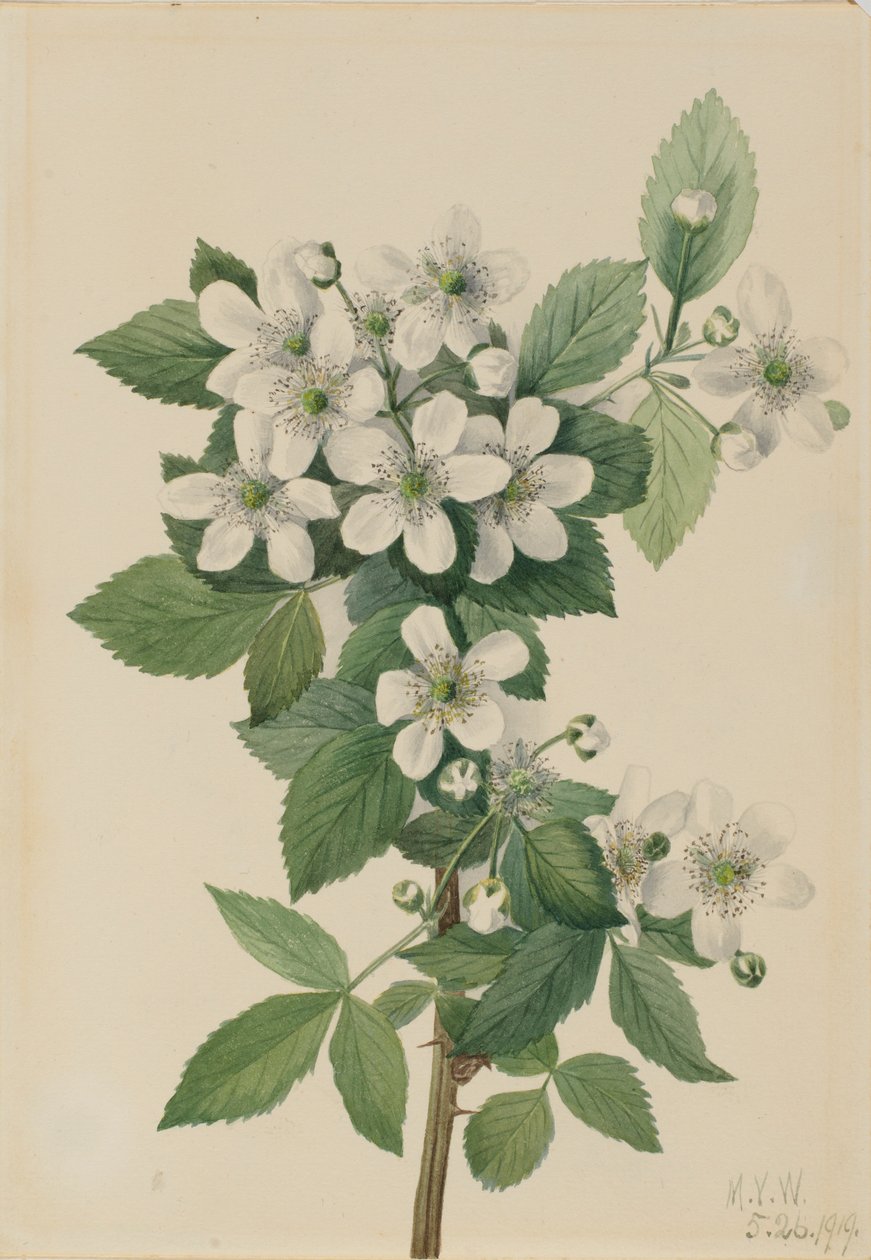 Szeder (Rubus argutus) alkotó: Mary Vaux Walcott