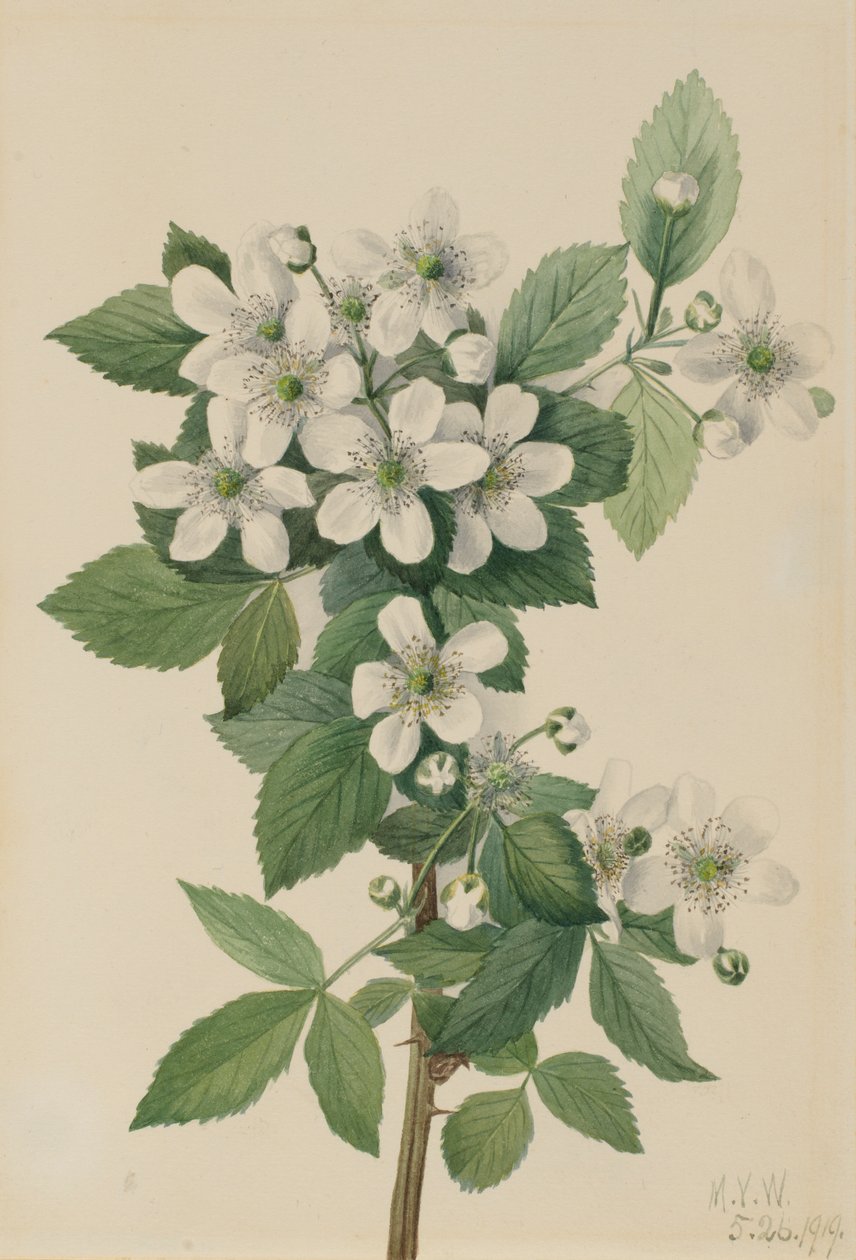 Highbush Blackberry Blackberry, 1919 alkotó: Mary Vaux Walcott