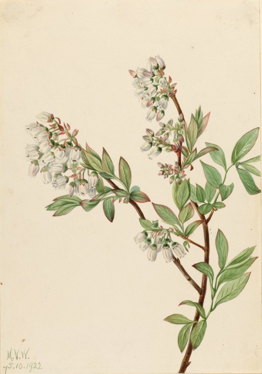 Áfonya (Vaccinium corymbosum) alkotó: Mary Vaux Walcott