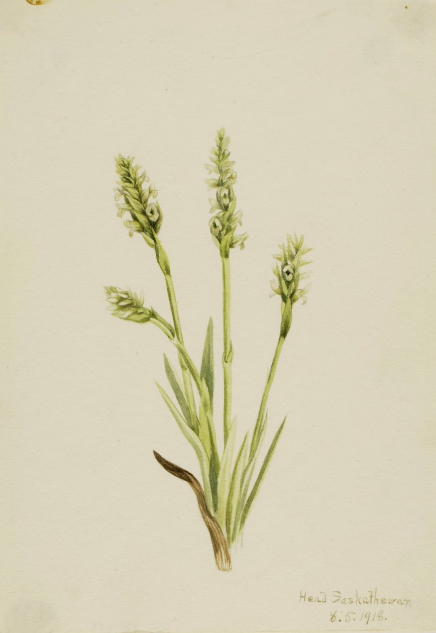 Csuklyás Női Csipke (Ibidium strictum) alkotó: Mary Vaux Walcott