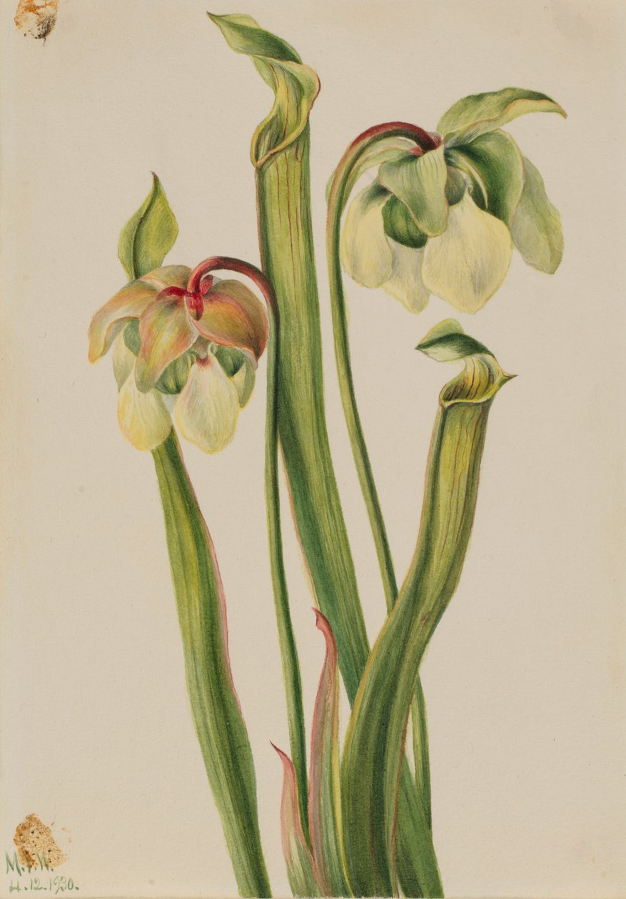 Hibrid kancsónövény (Sarracenia minor) alkotó: Mary Vaux Walcott