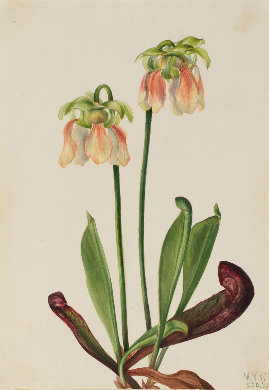 Hibrid kancsónövény (Sarracenia minor x psittacina) alkotó: Mary Vaux Walcott