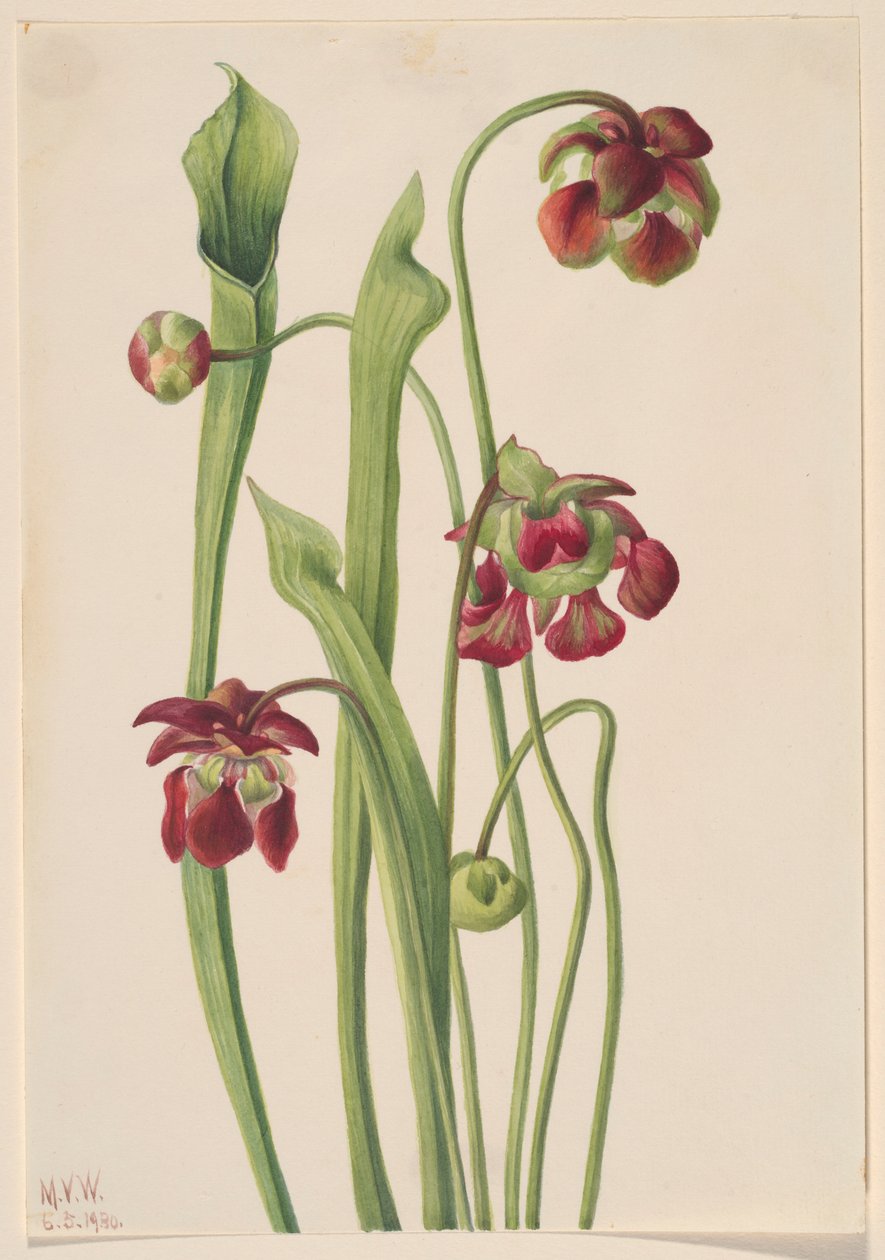 Hibrid kancsó növény alkotó: Mary Vaux Walcott