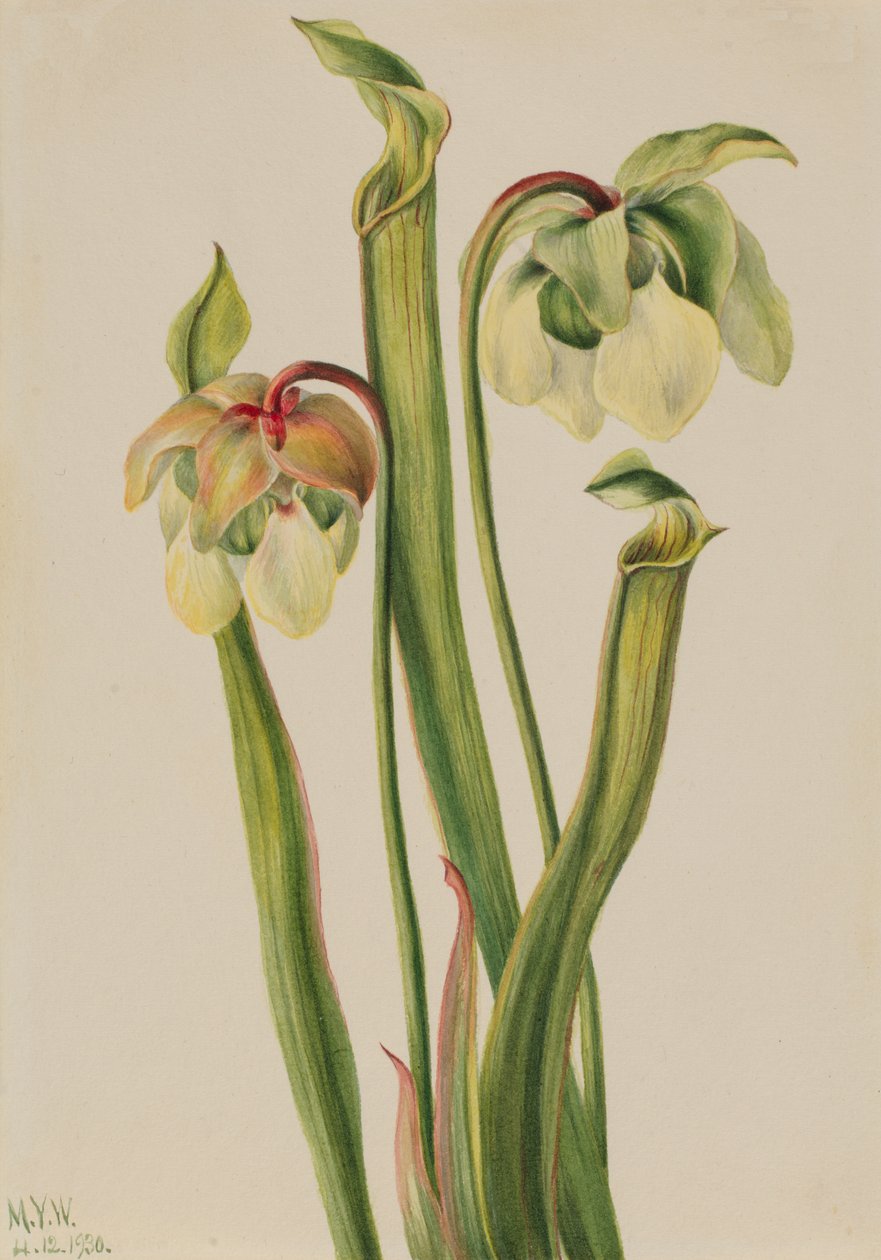 Sarracenia minor hibrid kancsónövény, 1930. alkotó: Mary Vaux Walcott