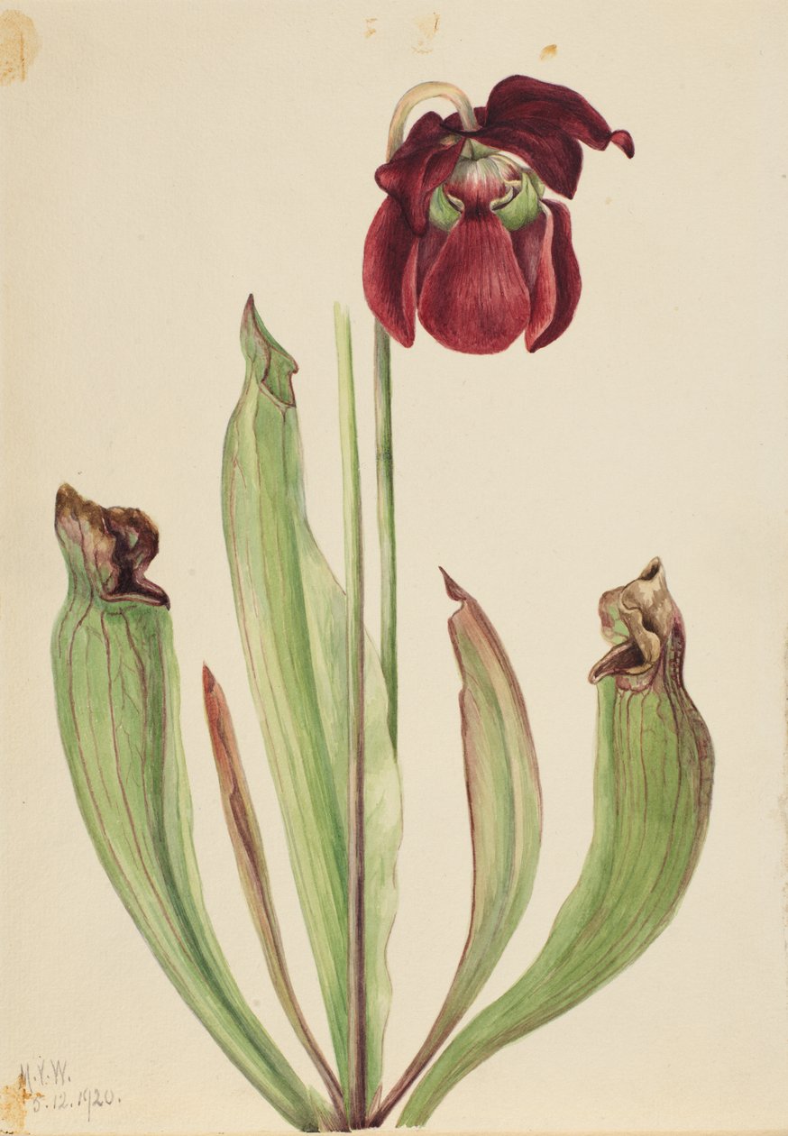 Sarracenia rubra xs purpurea venosa hibrid kancsónövény, 1920. alkotó: Mary Vaux Walcott