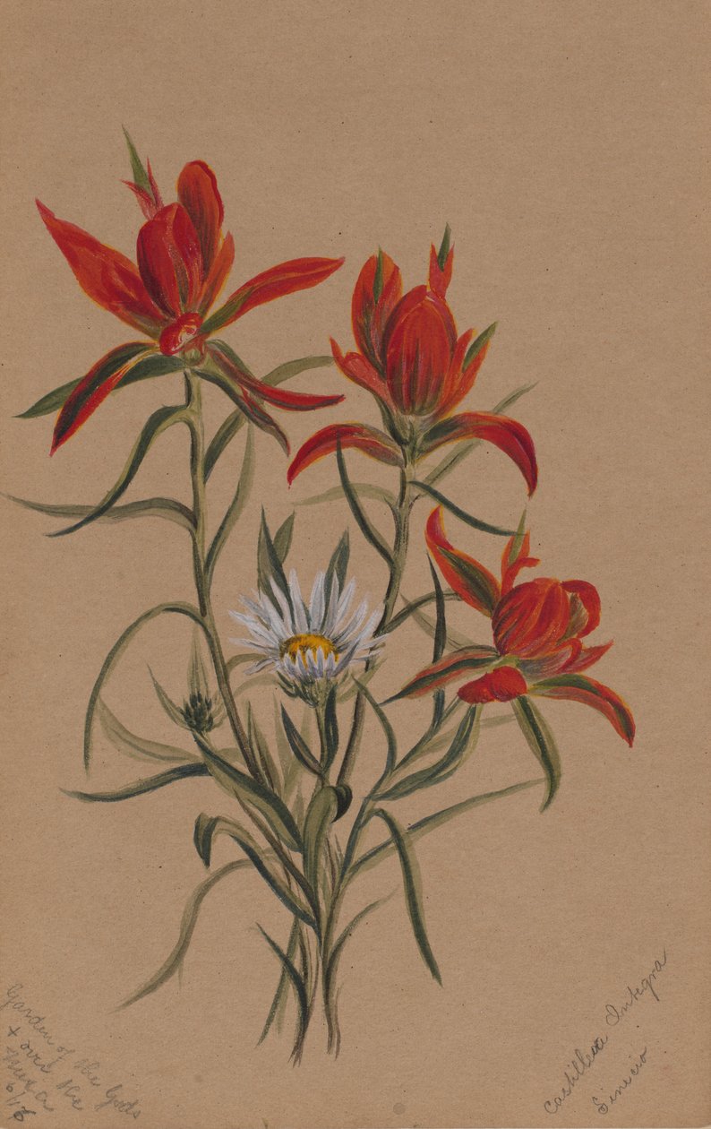 Indiai festőkefe (Castilleja rhexifolia) alkotó: Mary Vaux Walcott