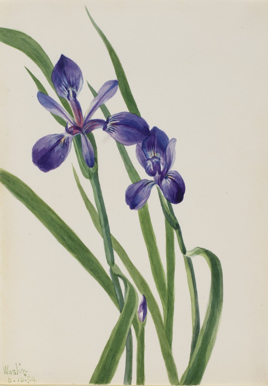 Írisz (Írisz fajok) alkotó: Mary Vaux Walcott