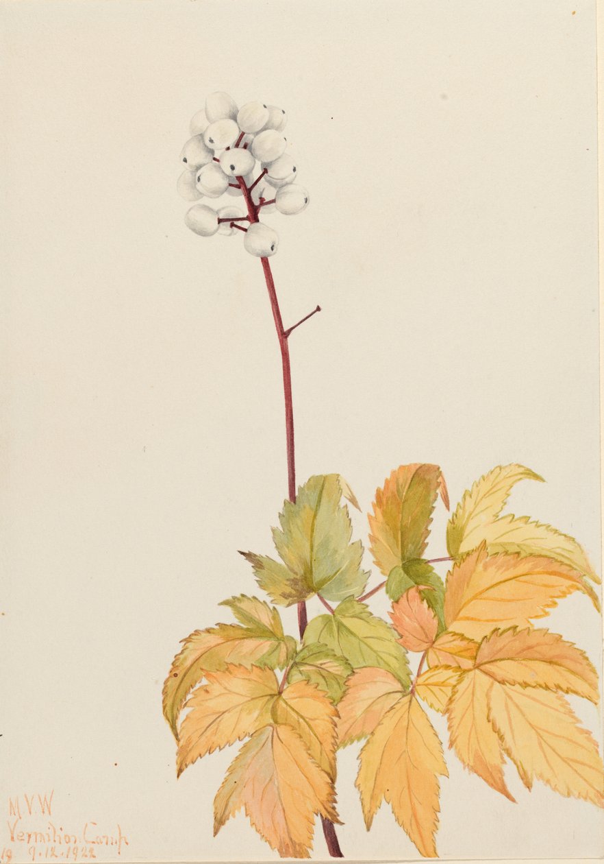 Elefántcsont Baneberry (Actaea arguta) alkotó: Mary Vaux Walcott