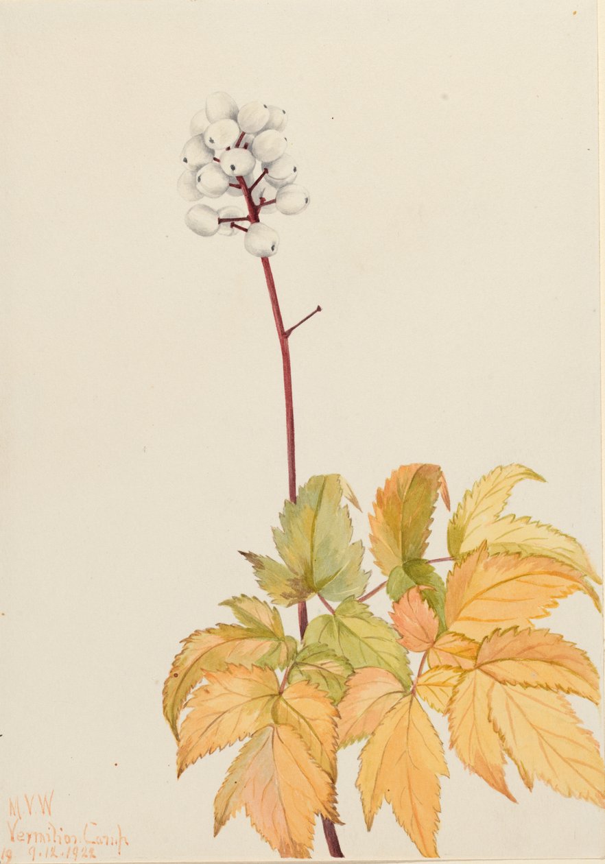 Ivory Baneberry, 1922 alkotó: Mary Vaux Walcott
