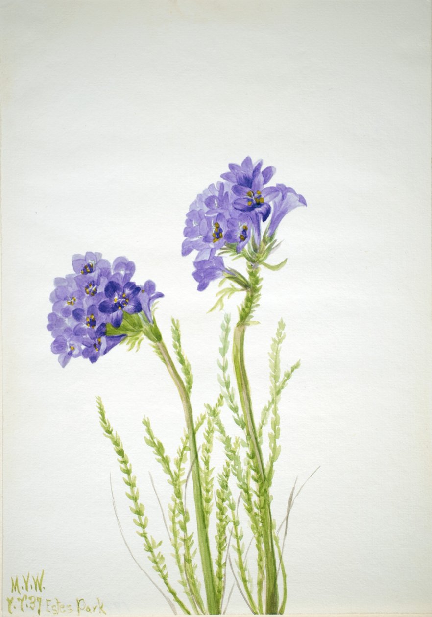 Jákob létrája (Polemonium viscosum) alkotó: Mary Vaux Walcott