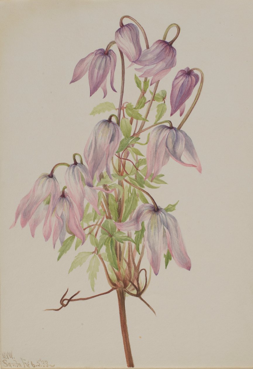 Jicarilla (Clematis pseudoalpina) alkotó: Mary Vaux Walcott