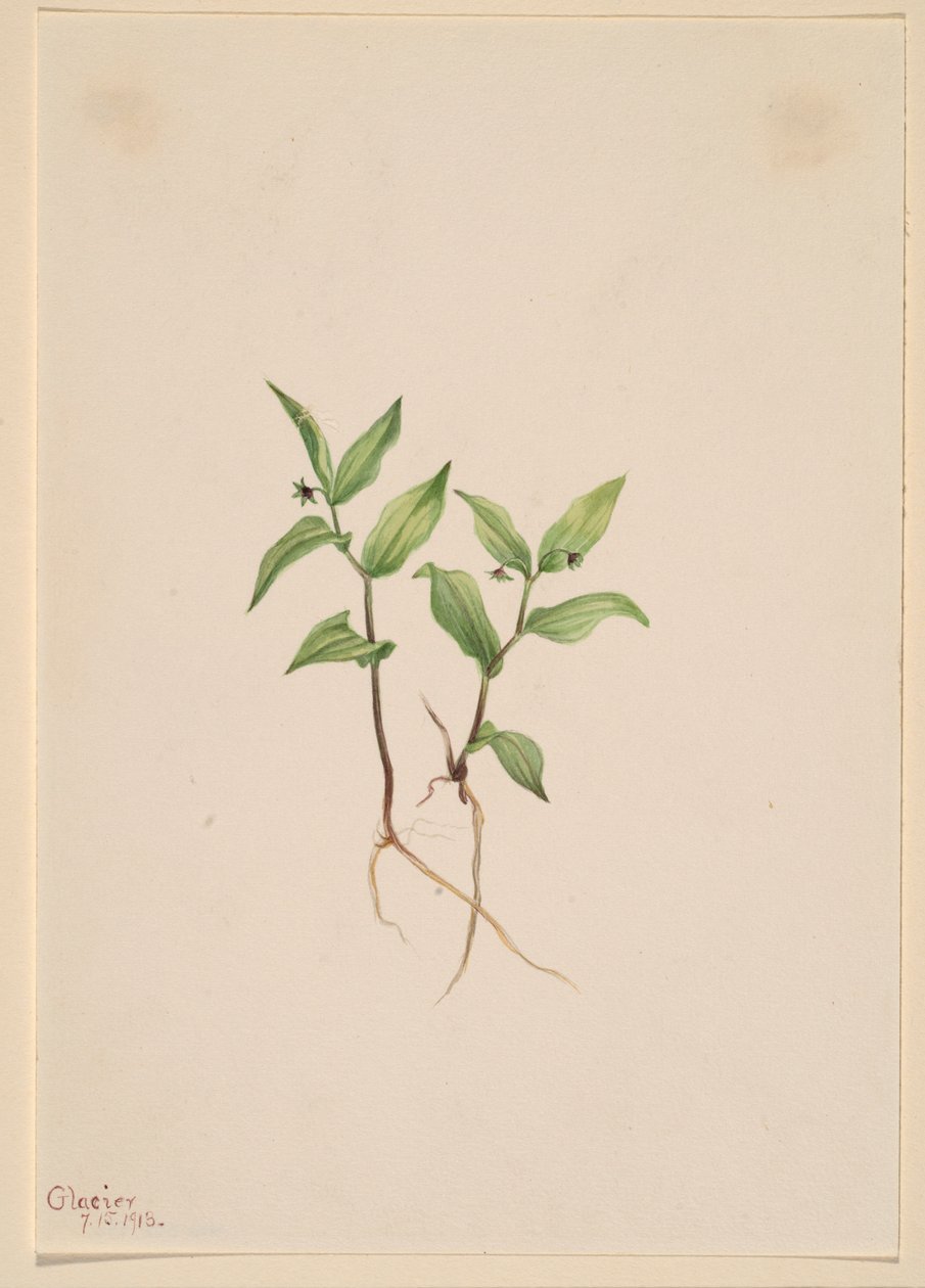 Kruhsea (Kruhsea streptopoides) alkotó: Mary Vaux Walcott
