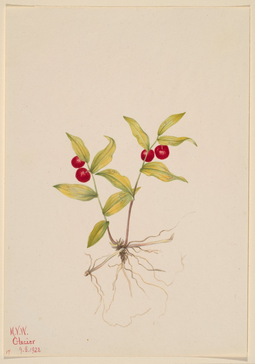 Kruhsea (Kruhsea streptopoides) alkotó: Mary Vaux Walcott