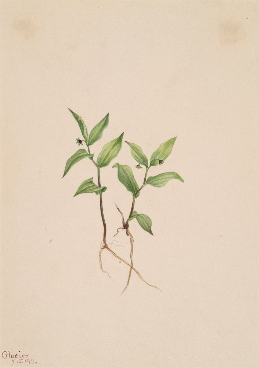 Kruhsea Kruhsea streptopoides, 1913. alkotó: Mary Vaux Walcott