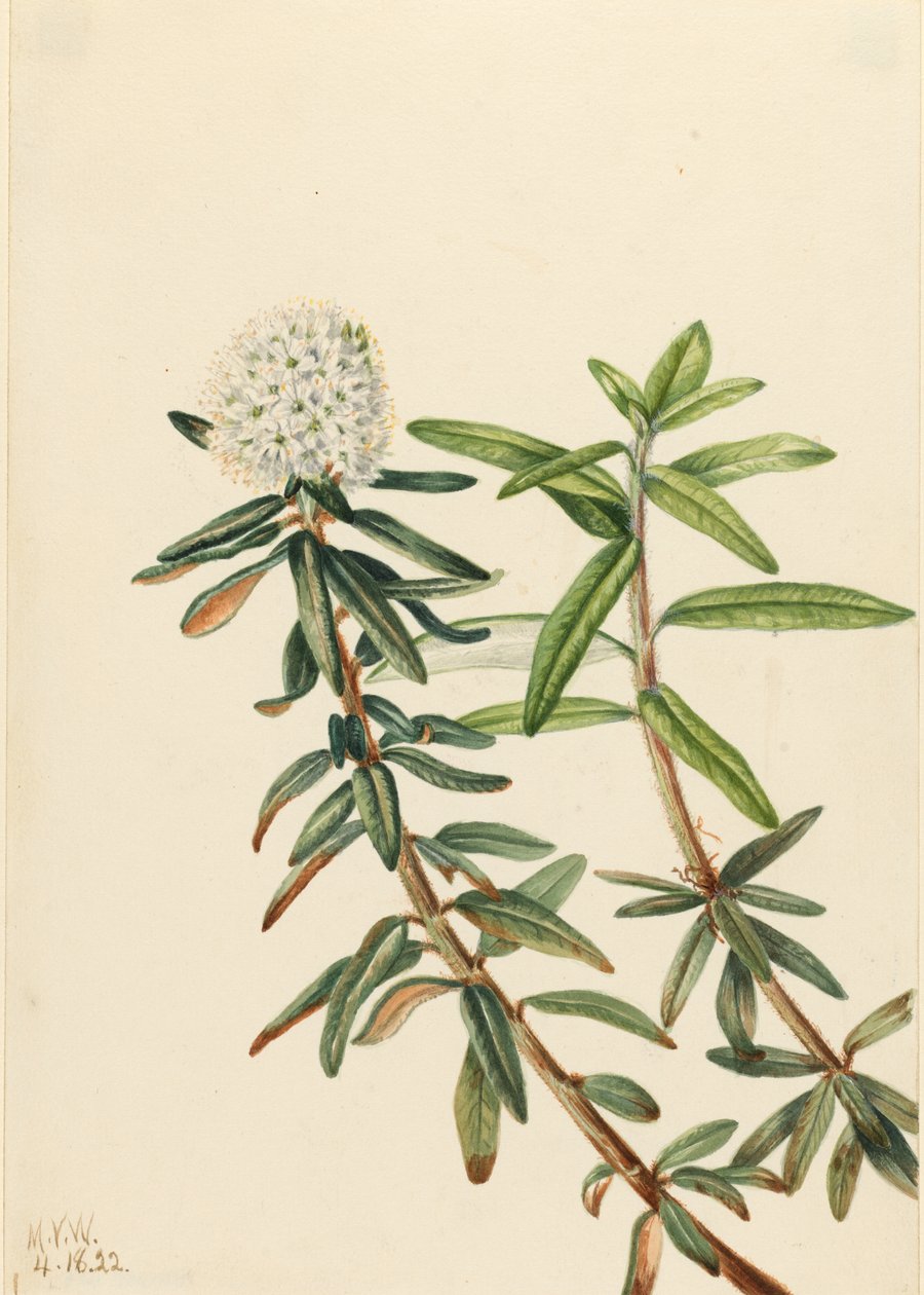 Labrador tea (Ledum groenlandicum) alkotó: Mary Vaux Walcott
