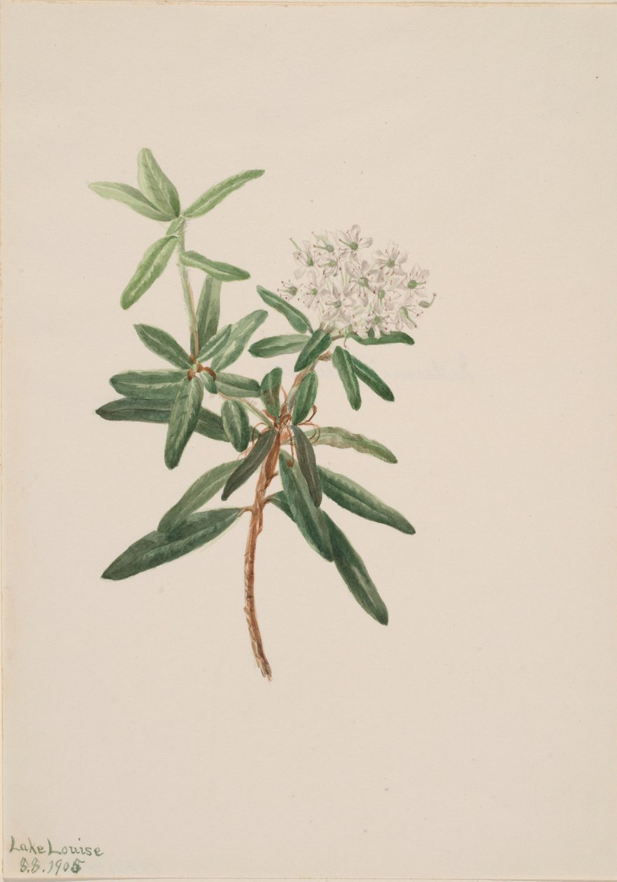 Labrador tea (Ledum groenlandicum) alkotó: Mary Vaux Walcott