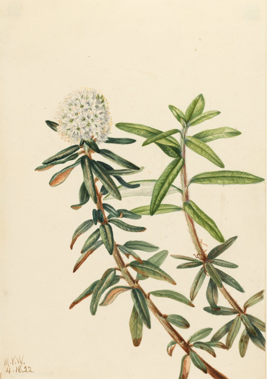 Labrador tea Ledum groenlandicum, 1922 alkotó: Mary Vaux Walcott