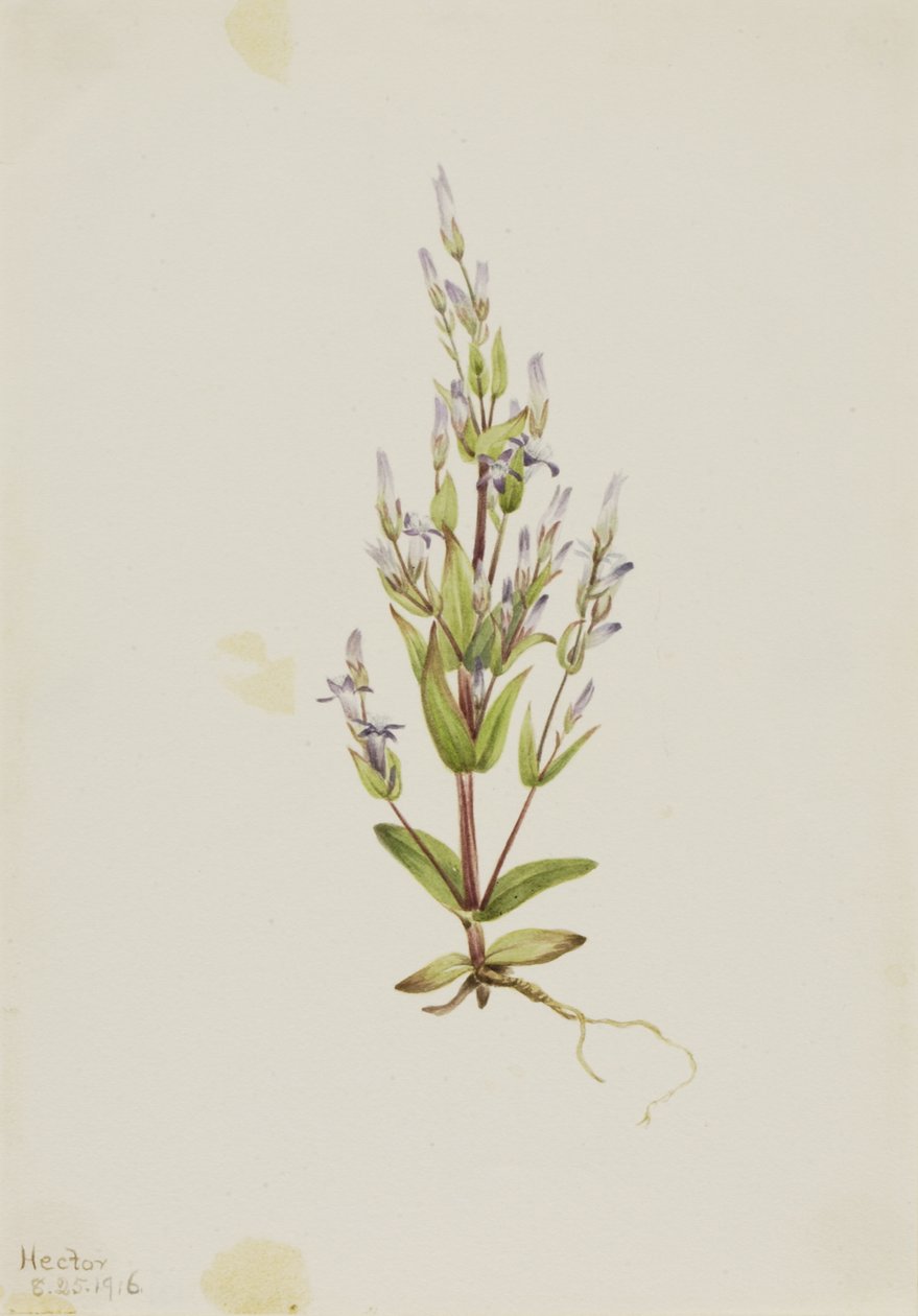 Gentian Gentiana acuta létra, 1916. alkotó: Mary Vaux Walcott