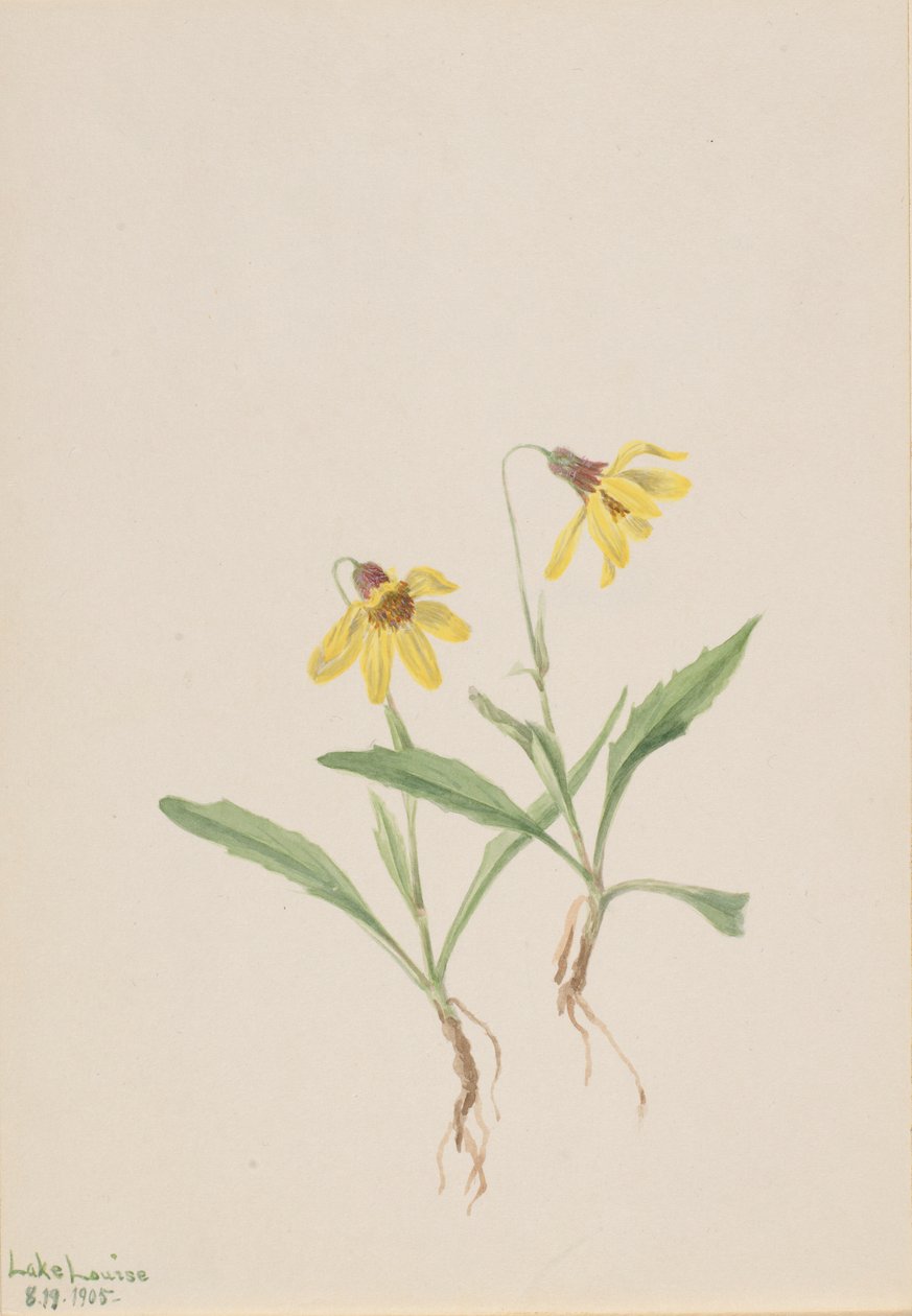Lake Louise árnika (Arnica louisiana) alkotó: Mary Vaux Walcott