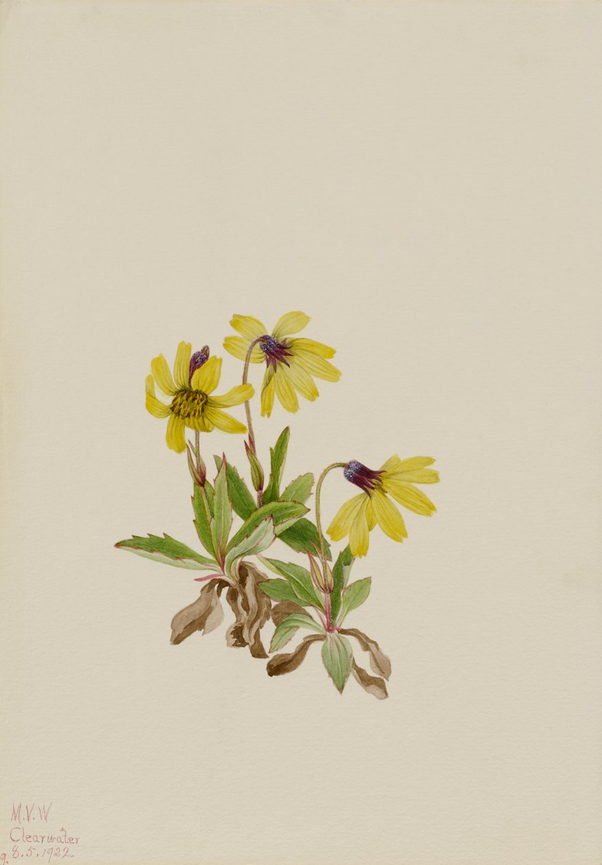 Lake Louise árnika (Arnica louisiana) alkotó: Mary Vaux Walcott