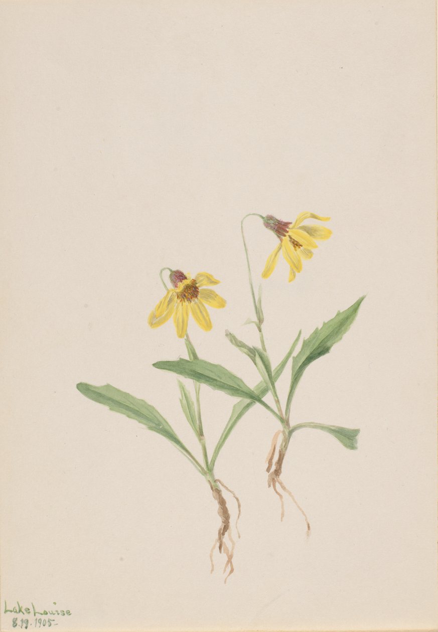 Lake Louise Arnica Arnica louisiana, 1905. alkotó: Mary Vaux Walcott