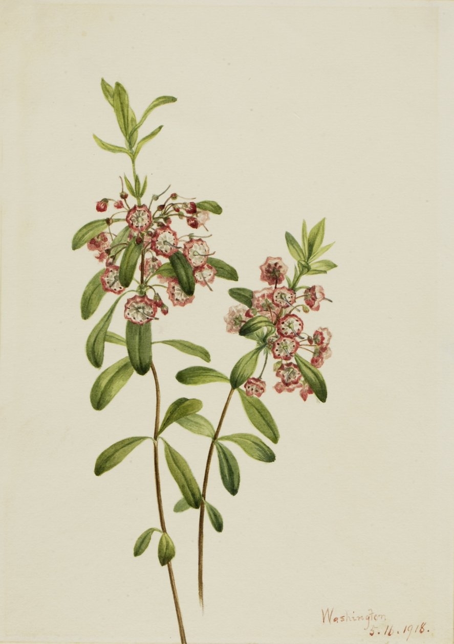Bárányfű (Kalmia angustifolia) alkotó: Mary Vaux Walcott