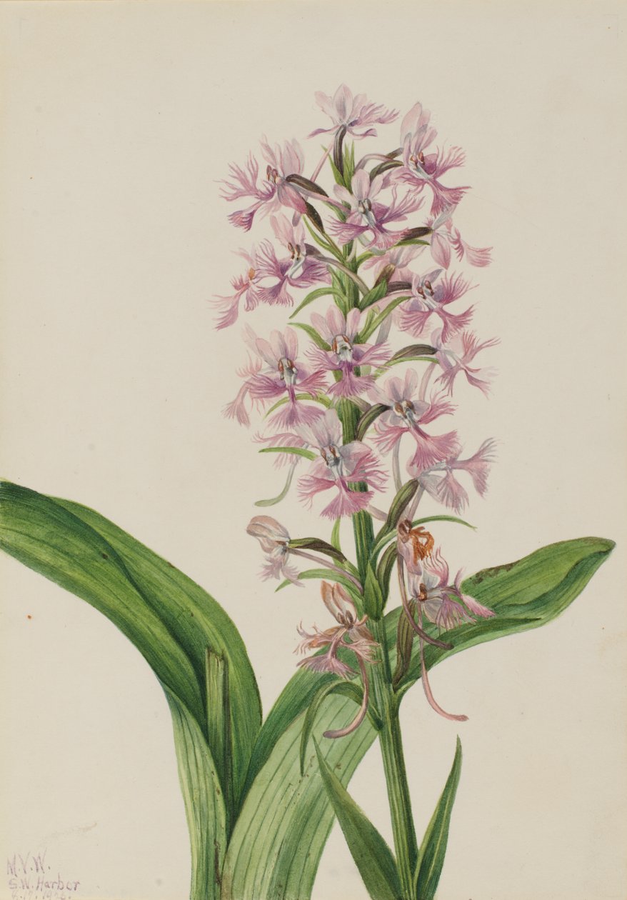 Nagy Lila Fringe-Orchid (Habenaria grandiflora) alkotó: Mary Vaux Walcott