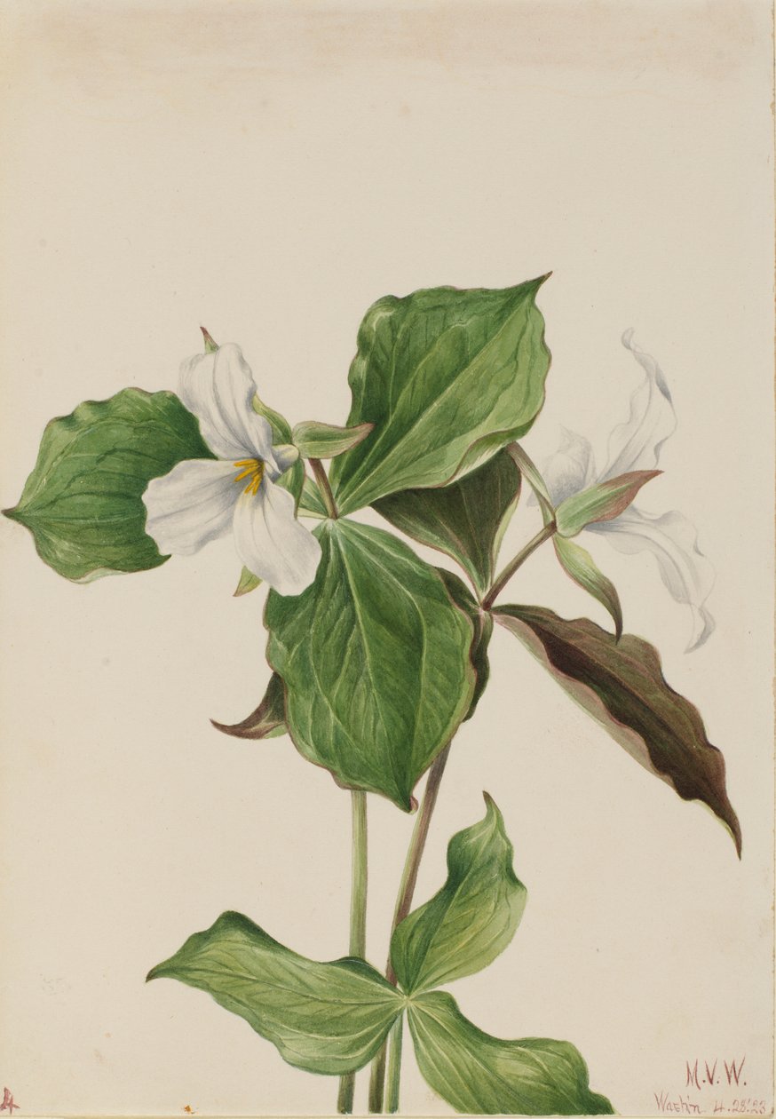Nagy fehér trillium (Trillium grandiflorum) alkotó: Mary Vaux Walcott