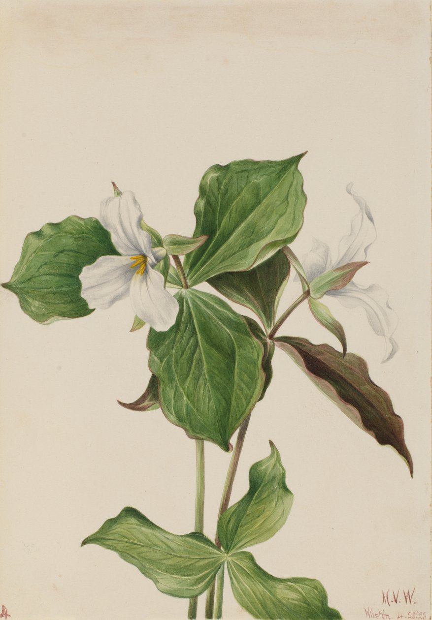 Nagy fehér trillium Trillium grandiflorum, 1923. alkotó: Mary Vaux Walcott