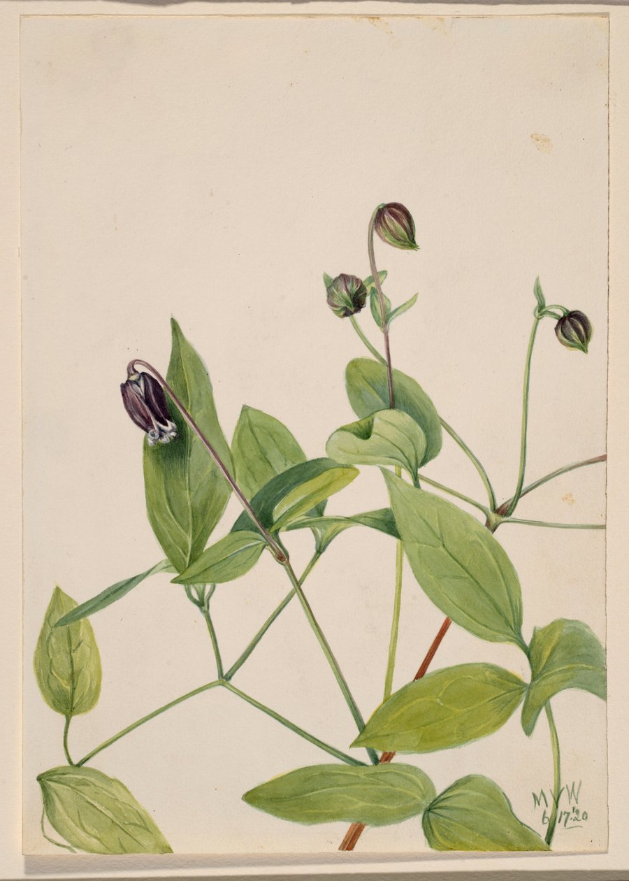 Bőrvirág (Clematis viorna) alkotó: Mary Vaux Walcott