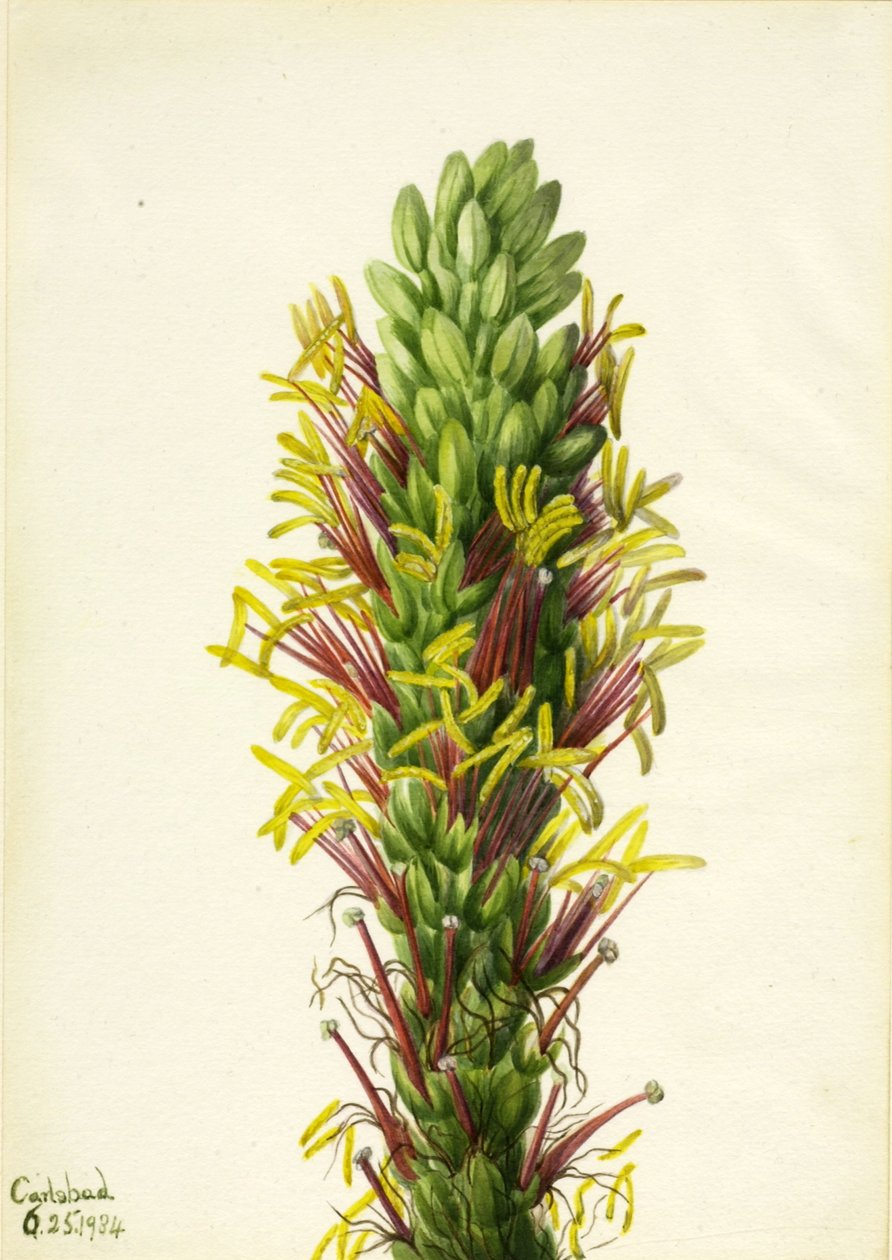 Lechuguilla (Agava lechuguilla) alkotó: Mary Vaux Walcott