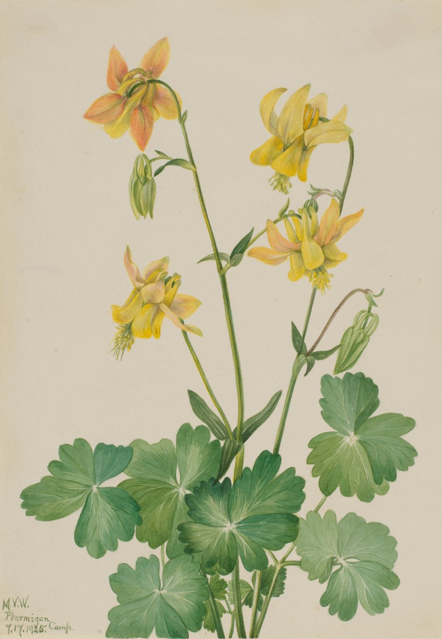 Lemon Columbine Aquilegia flavescens, 1925. alkotó: Mary Vaux Walcott