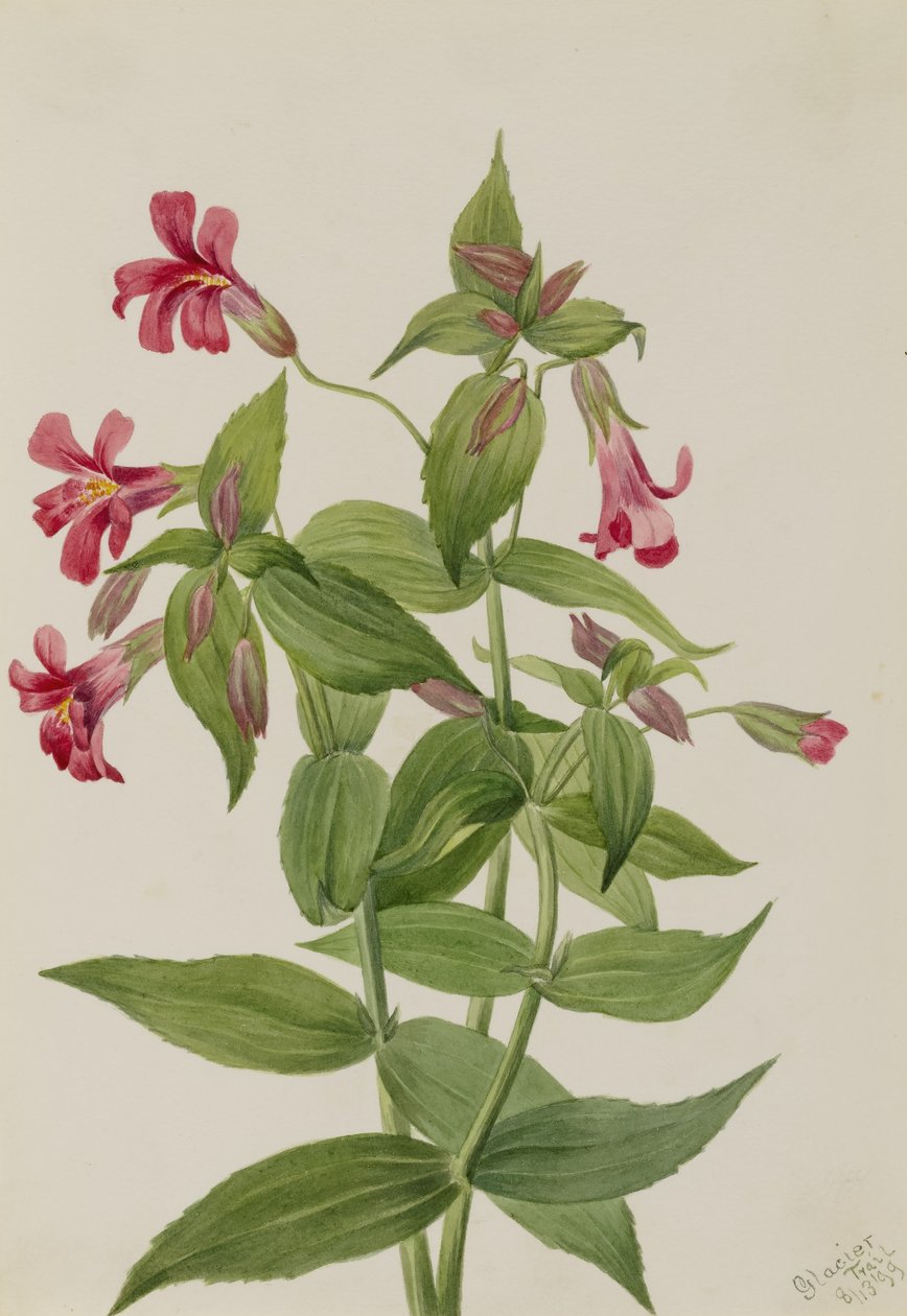 Lewis Majom Virág (Mimulus lewisii) alkotó: Mary Vaux Walcott