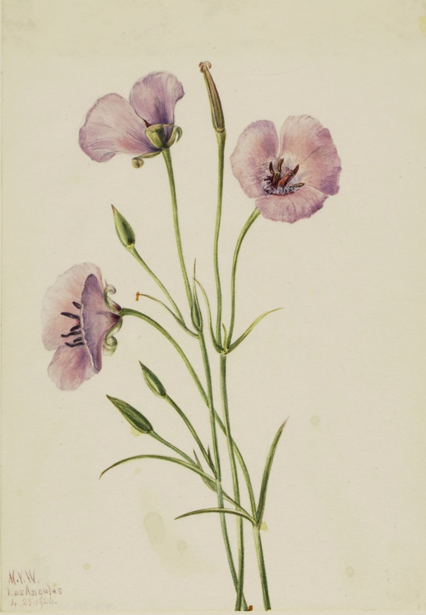Lila Mariposa (Calochortus splendens) alkotó: Mary Vaux Walcott