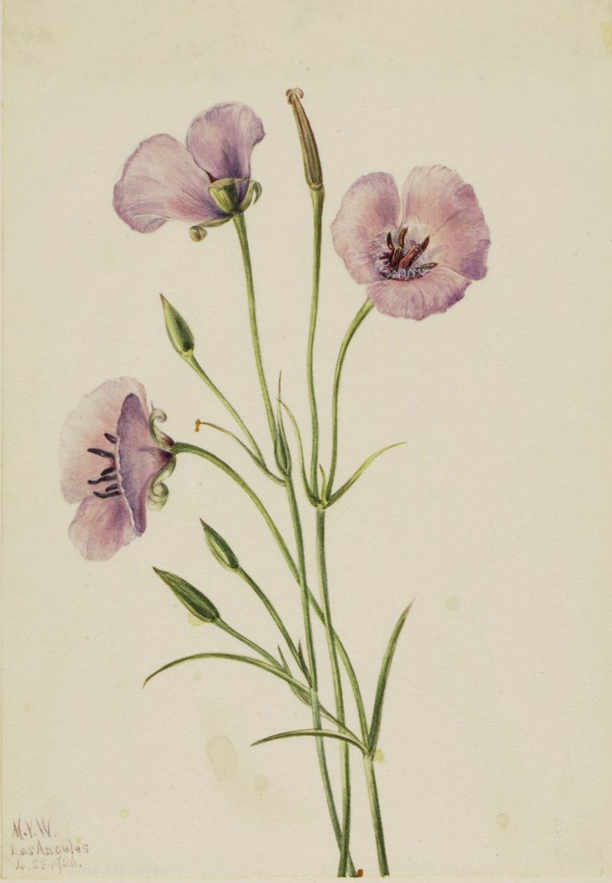 Lila pillangó Calohortus splendens, alkotó: Mary Vaux Walcott