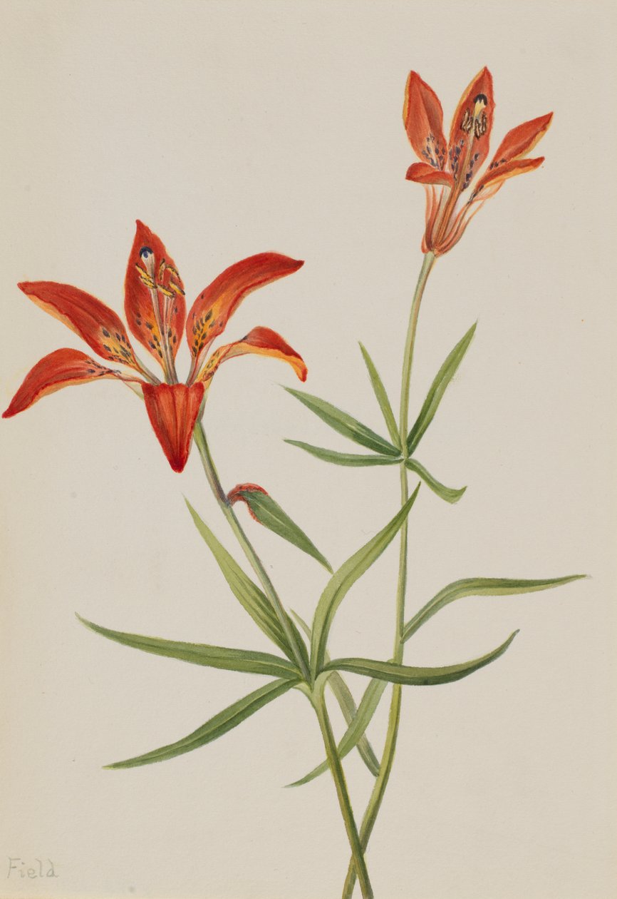 Liliom Lilium montanum, kb. 1900-1920. alkotó: Mary Vaux Walcott