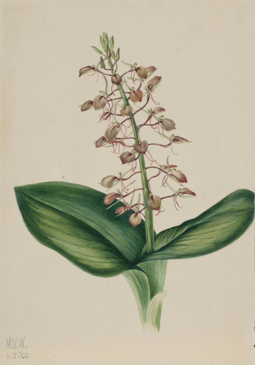 Liliom Twayblade (Liparis liliifolia) alkotó: Mary Vaux Walcott