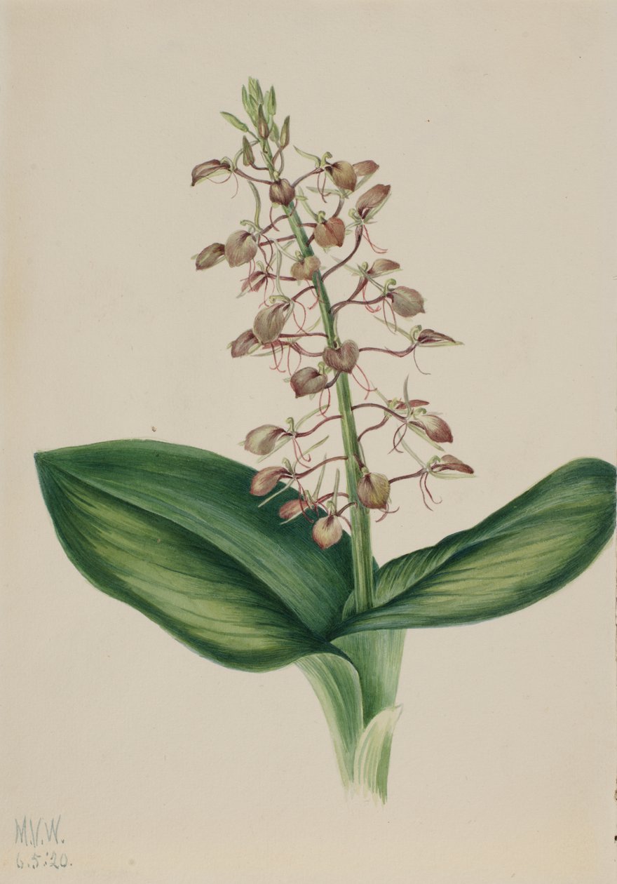 Lily Twybulade Liparis liliifolia, 1920. alkotó: Mary Vaux Walcott