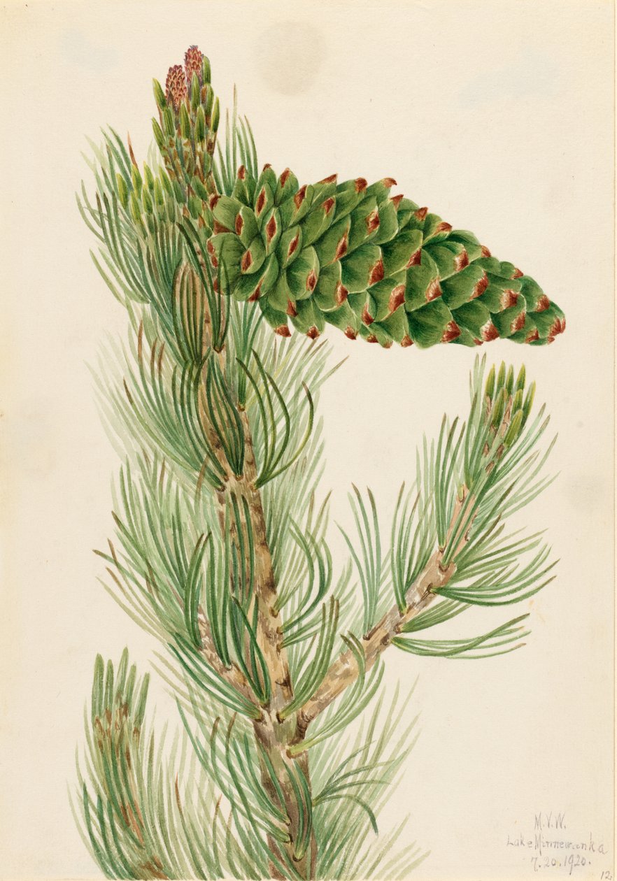 Fenyő (Pinus flexilis) alkotó: Mary Vaux Walcott