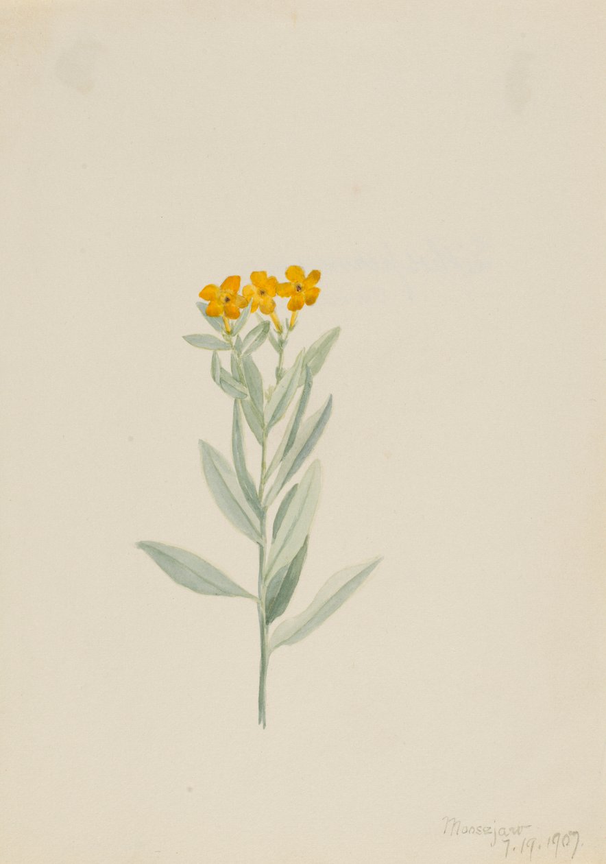 Lithospermum canescens alkotó: Mary Vaux Walcott