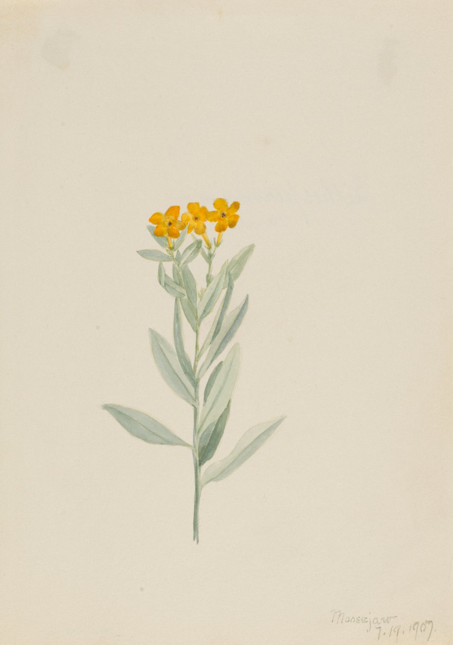 Lithospermum canescens, 1907. alkotó: Mary Vaux Walcott